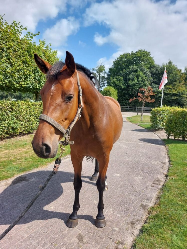 KWPN springpaard Merrie 3 jaar Bruin te koop - Foto 2