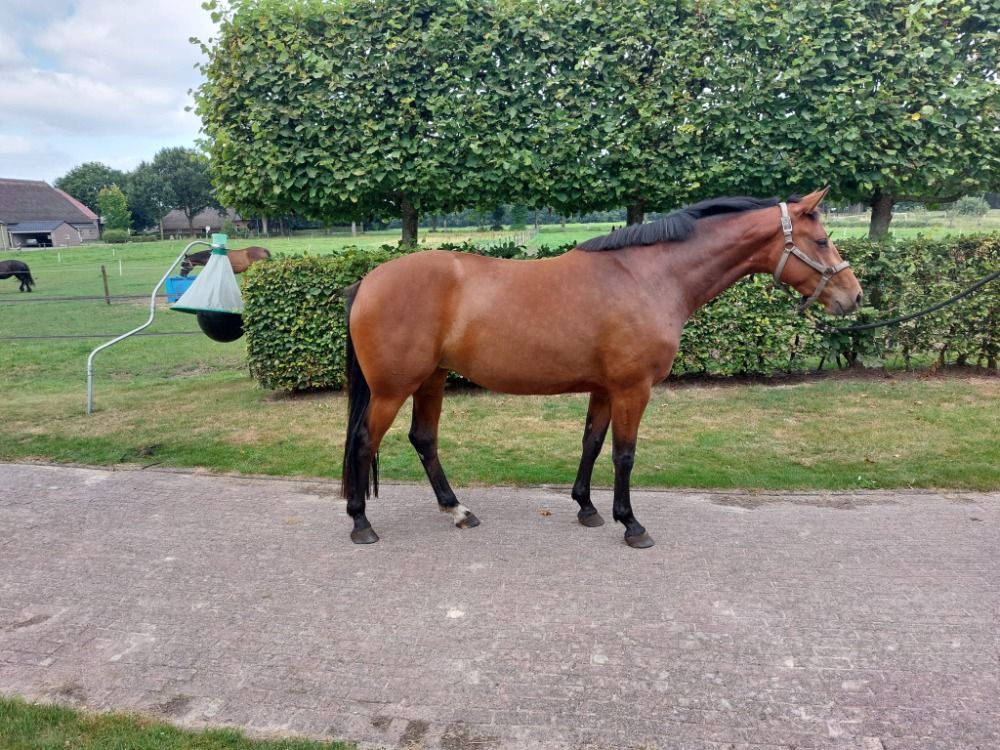 KWPN springpaard Merrie 3 jaar Bruin te koop - Foto 5