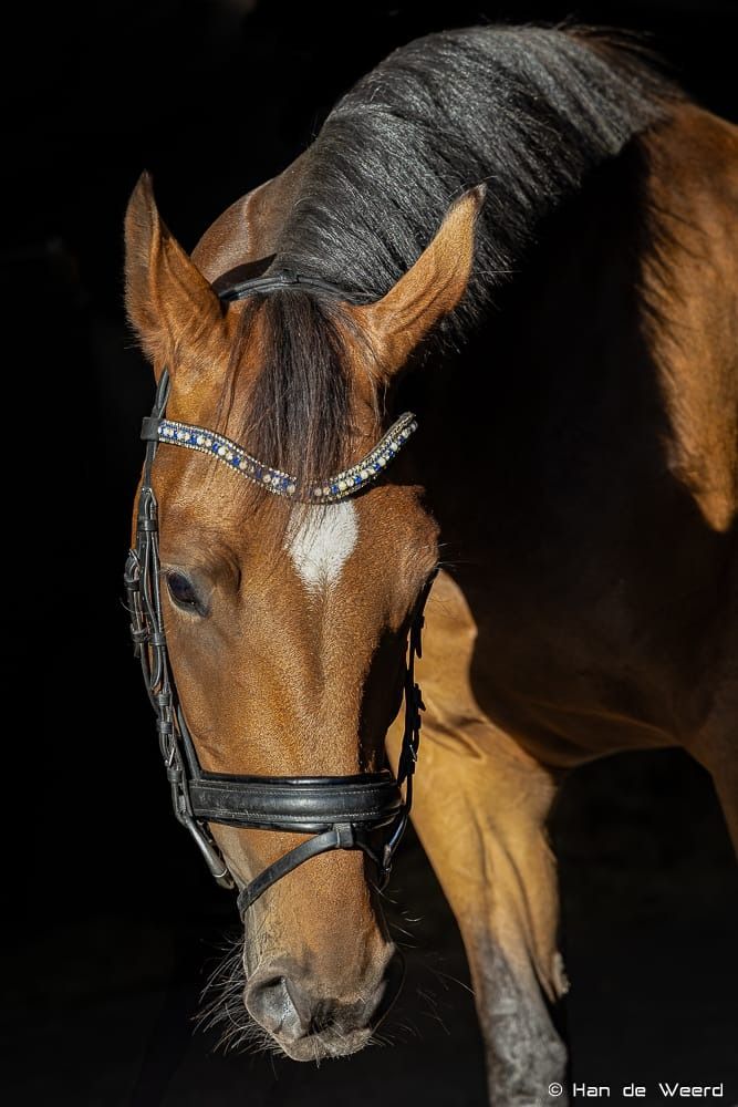 KWPN springpaard Merrie 3 jaar Bruin te koop - Foto 6