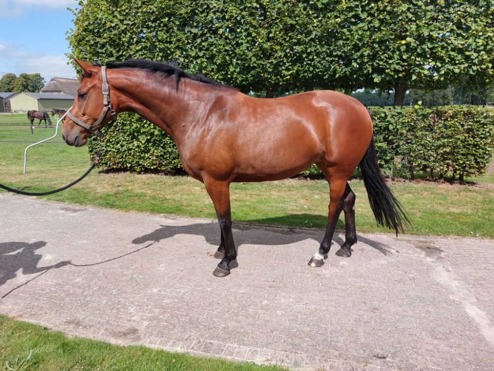 KWPN springpaard Merrie 3 jaar Bruin te koop - Foto 4