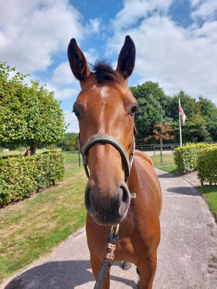 KWPN springpaard Merrie 3 jaar Bruin te koop - Foto 3
