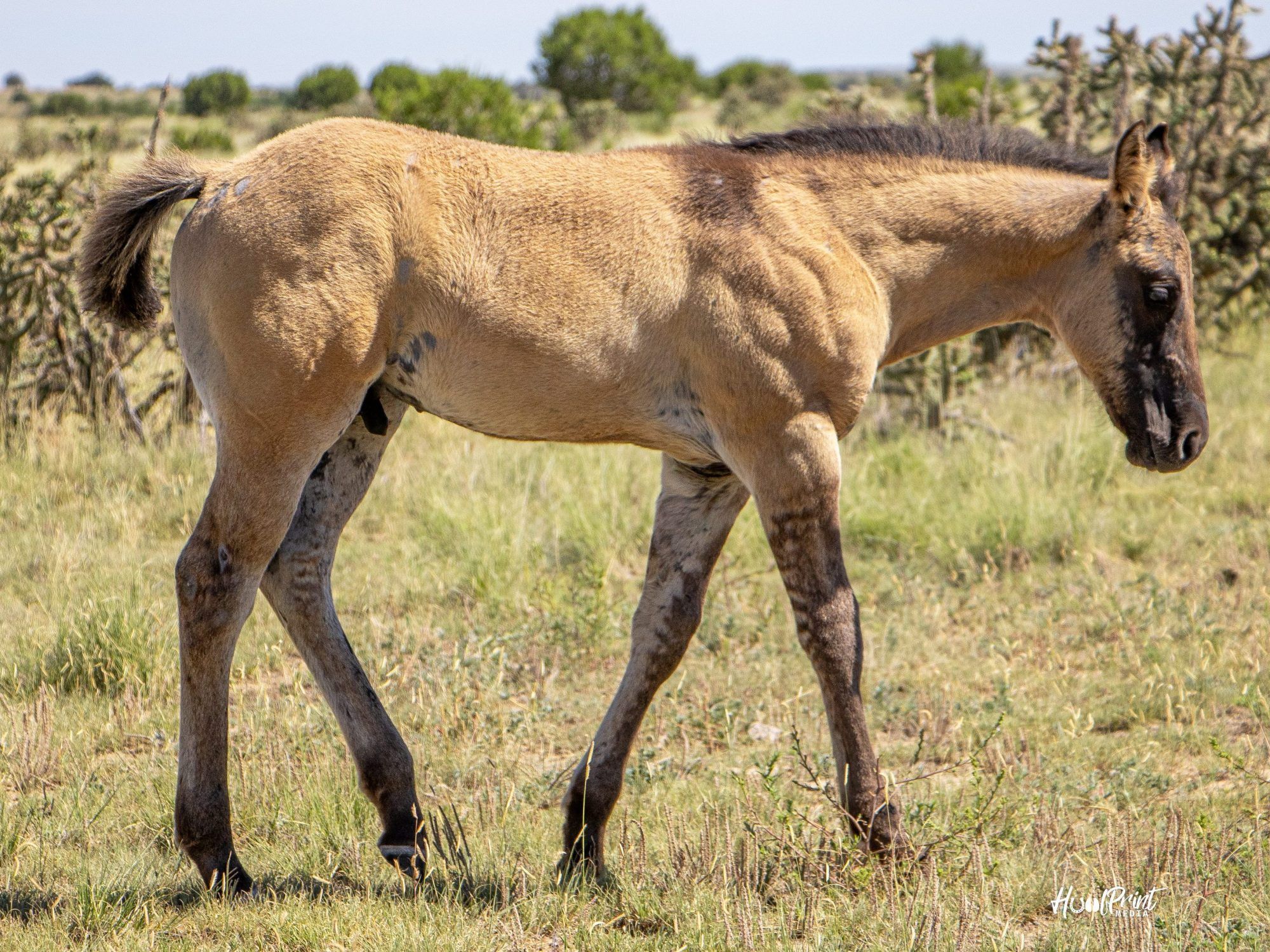quarter-horse western-paard hengst 1 Jahre alt zu verkaufen - Hauptfoto