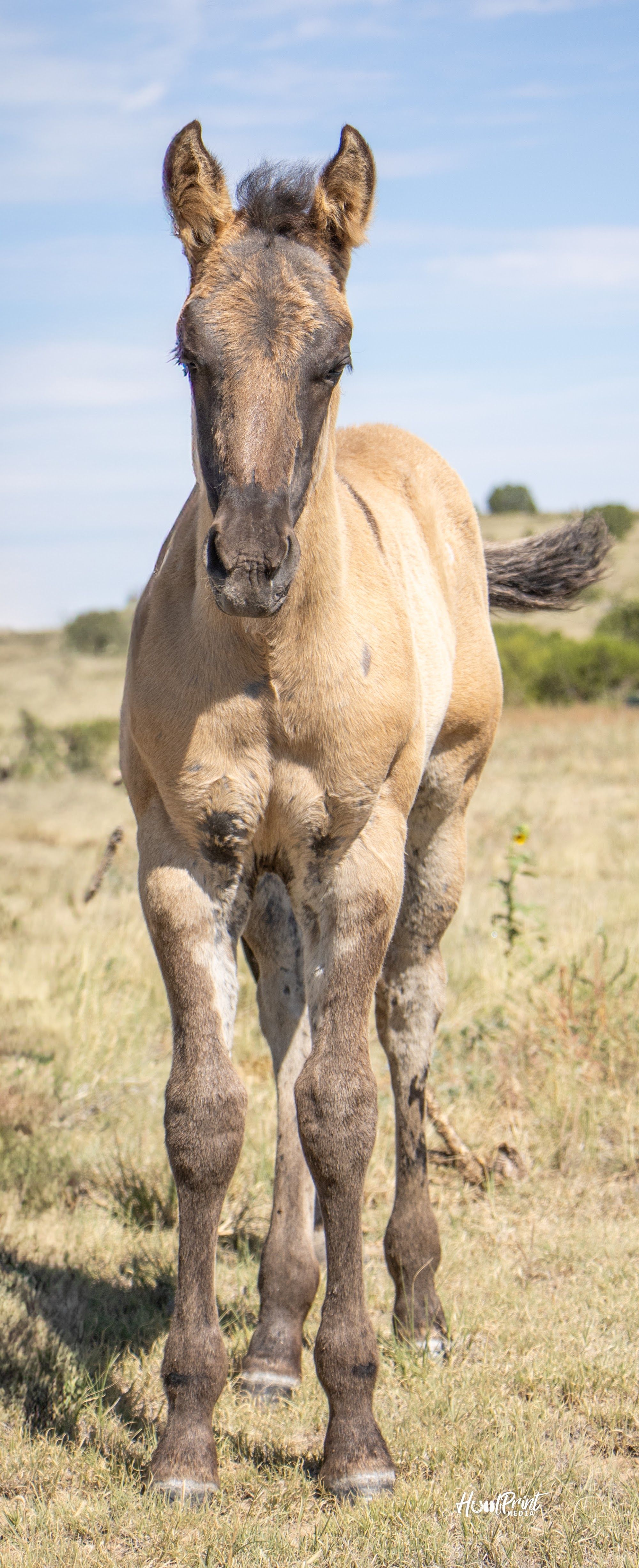 quarter-horse western-paard hengst 1 Jahre alt zu verkaufen - Foto 2