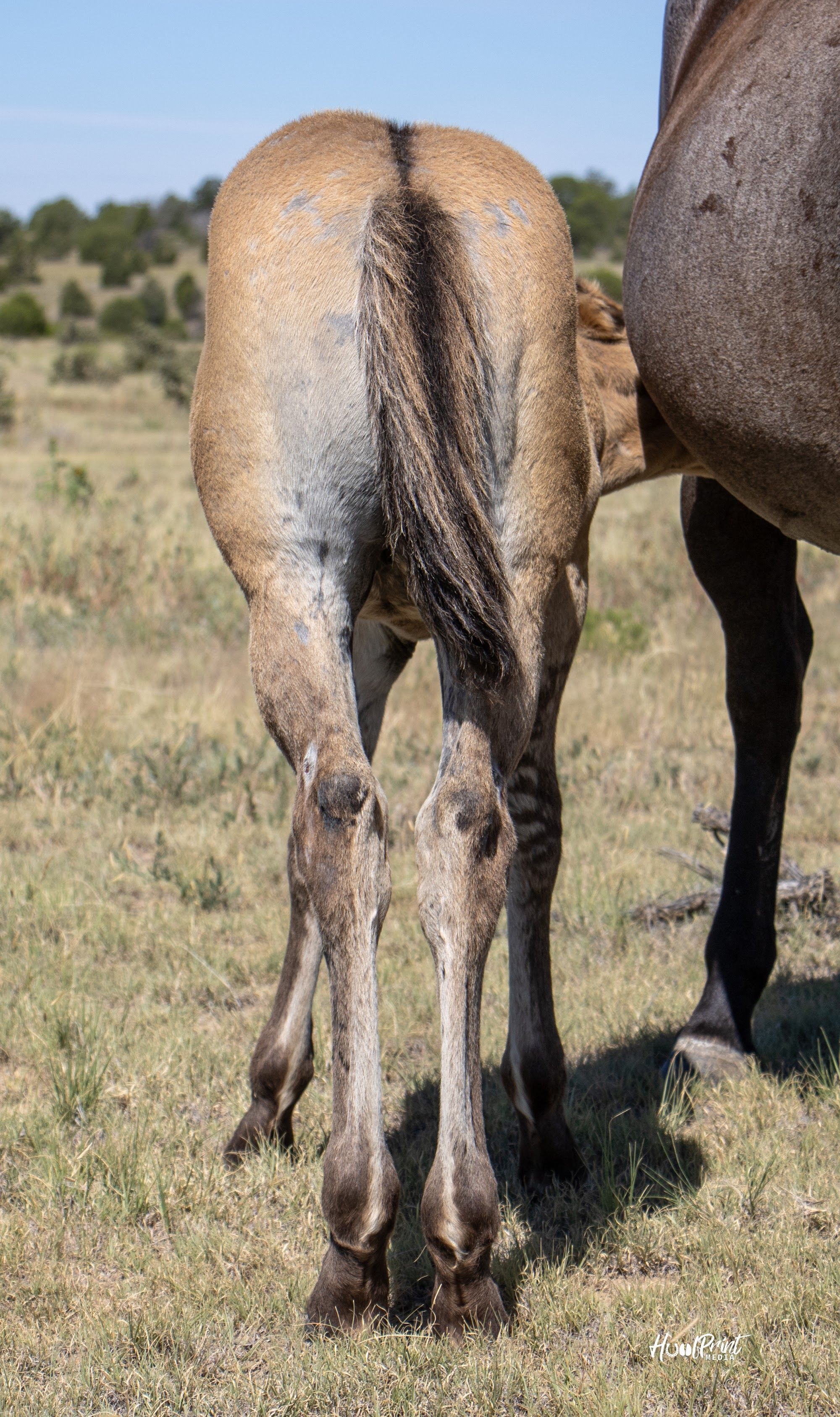 quarter-horse western-paard hengst 1 Jahre alt zu verkaufen - Foto 3