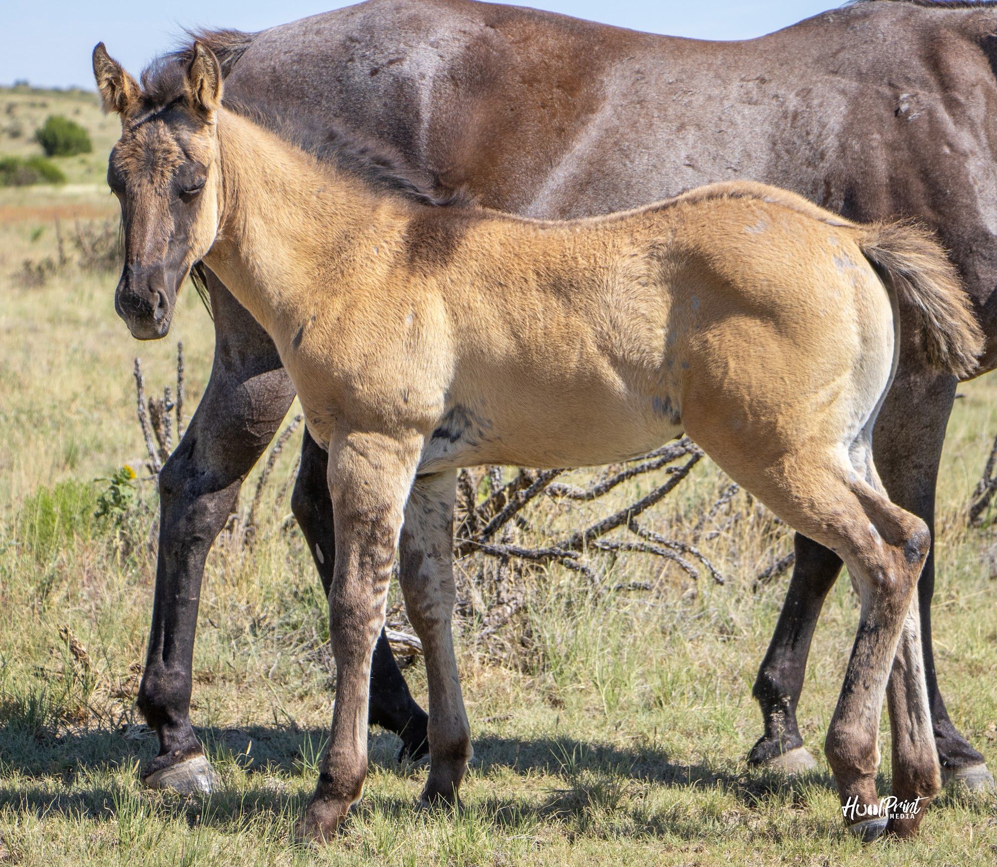 quarter-horse western-paard hengst 1 Jahre alt zu verkaufen - Foto 4