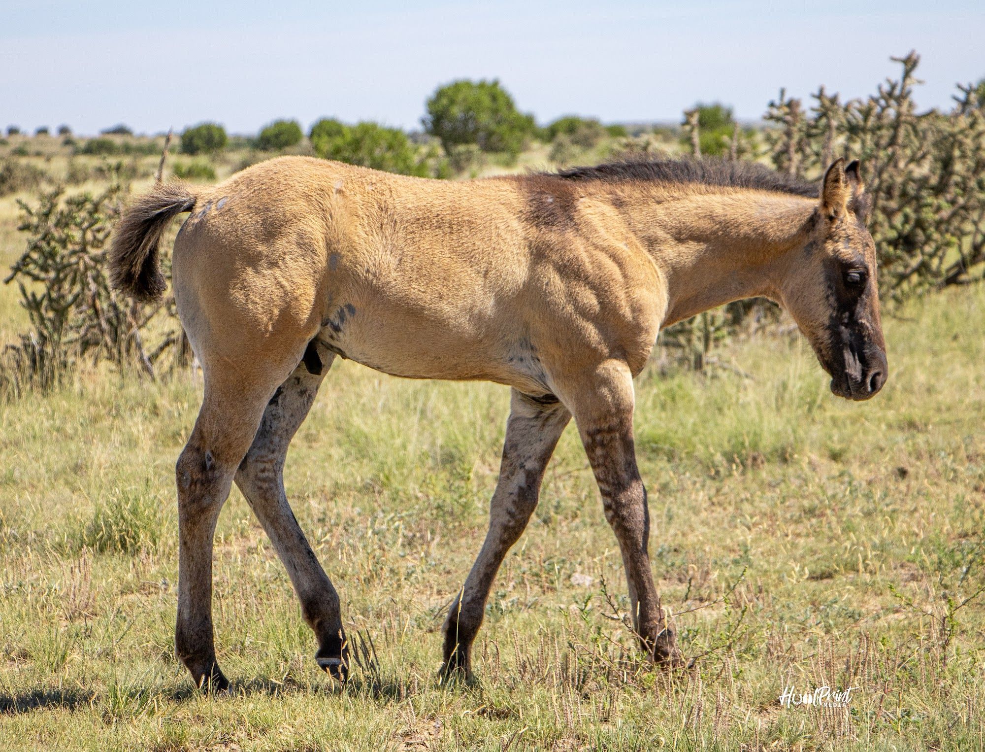 quarter-horse western-paard hengst 1 Jahre alt zu verkaufen - Foto 5