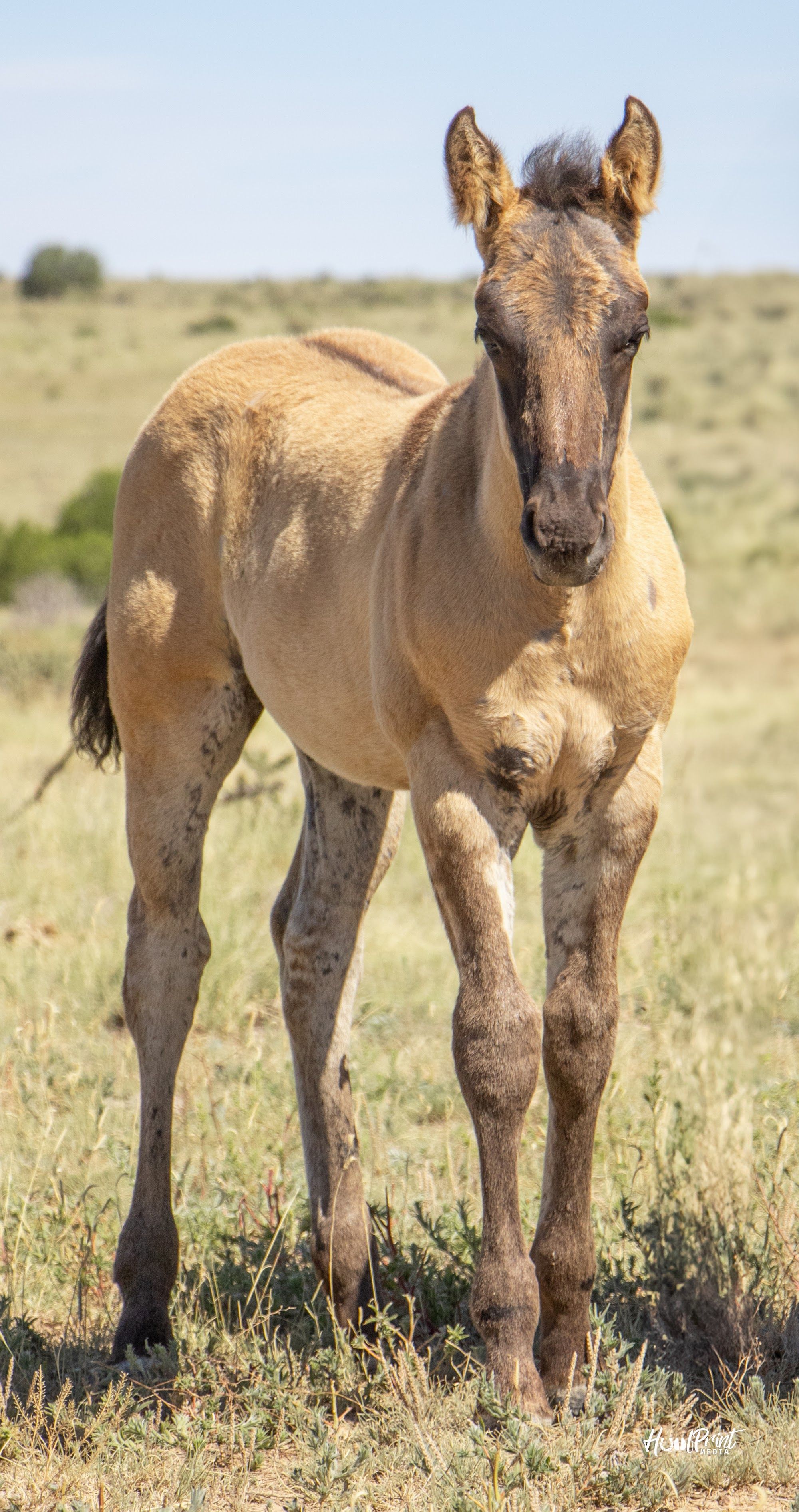 quarter-horse western-paard hengst 1 Jahre alt zu verkaufen - Foto 6