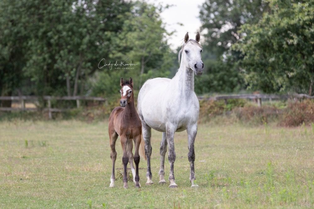 Zangersheide fokmerrie Merrie 11 jaar Schimmel te koop - Foto 2