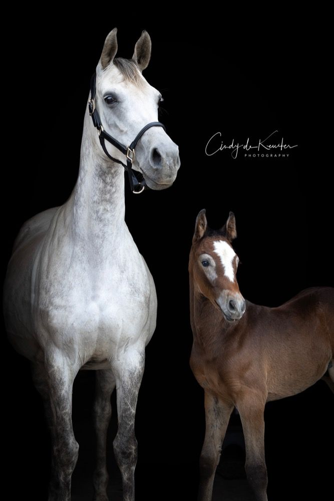 Chique 11 jarige fokmerrie te koop