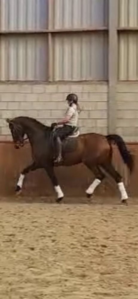 KWPN dressuurpaard Ruin 12 jaar Bruin te koop - Foto 2