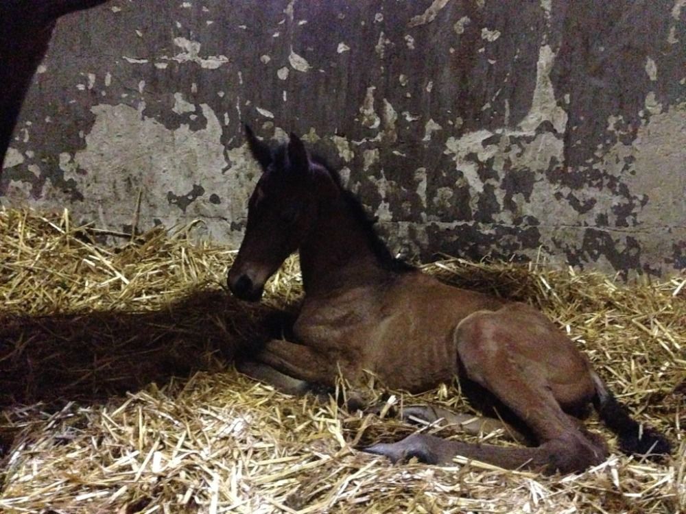 KWPN dressuurpaard Ruin 12 jaar Bruin te koop - Foto 3