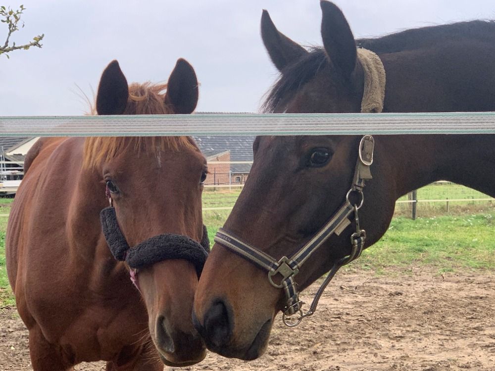 KWPN dressuurpaard Ruin 12 jaar Bruin te koop - Foto 4
