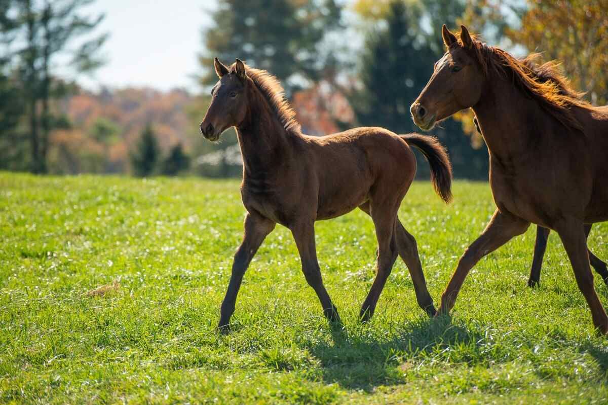 North American Sporthorse allrounder mare 2 years old Bay for sale - Photo 2