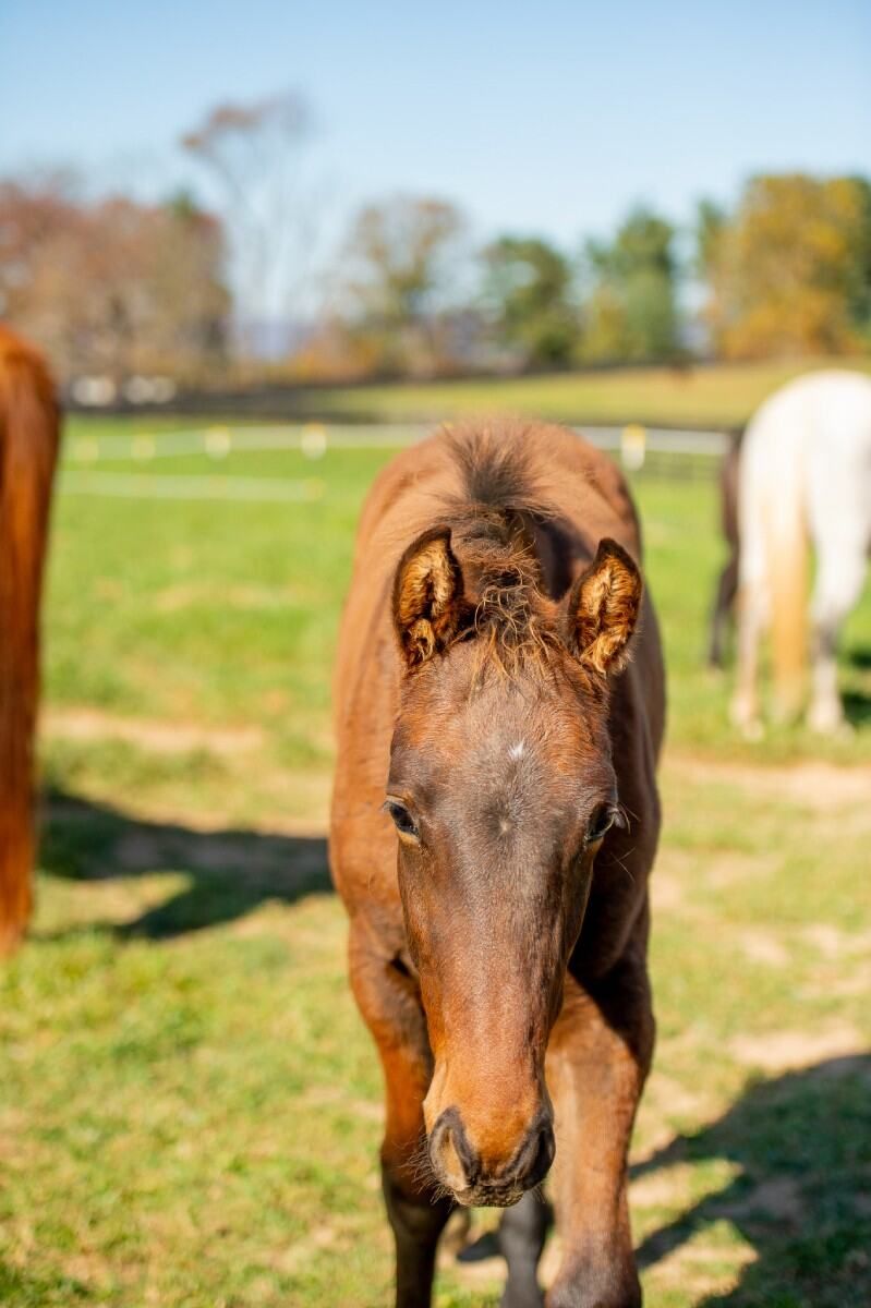 North American Sporthorse allrounder mare 2 years old Bay for sale - Photo 4