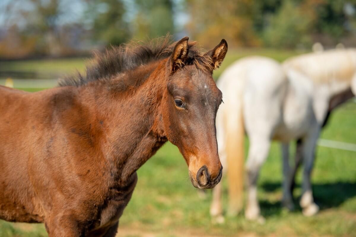 North American Sporthorse allrounder mare 2 years old Bay for sale - Photo 5