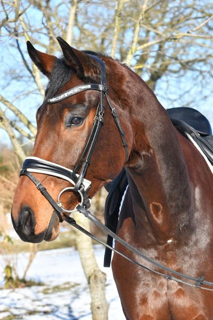 Danish Warmblood dressage gelding 5 years år Black till salu - Foto 3