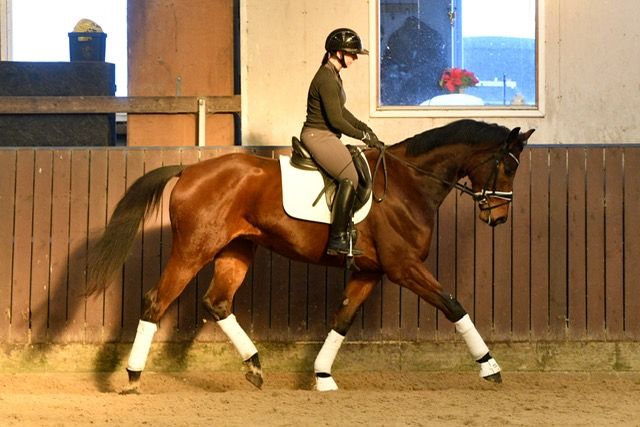 Danish Warmblood dressage gelding 5 years år Black till salu - Foto 2