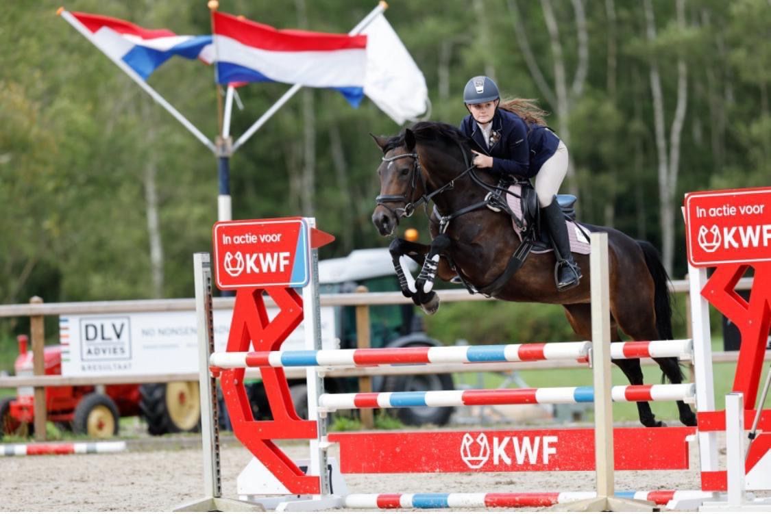 allround-pony merrie 18 jaar te koop - Foto 2