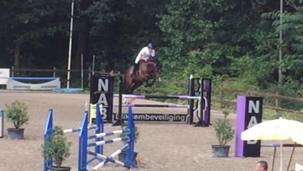 12 jarige ruin Spartacus x Carthino Z paard met vermogen