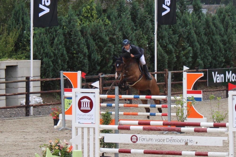 KWPN springpaard Ruin 12 jaar Bruin te koop - Foto 2