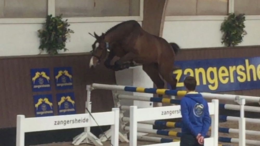 KWPN springpaard Ruin 12 jaar Bruin te koop - Foto 4