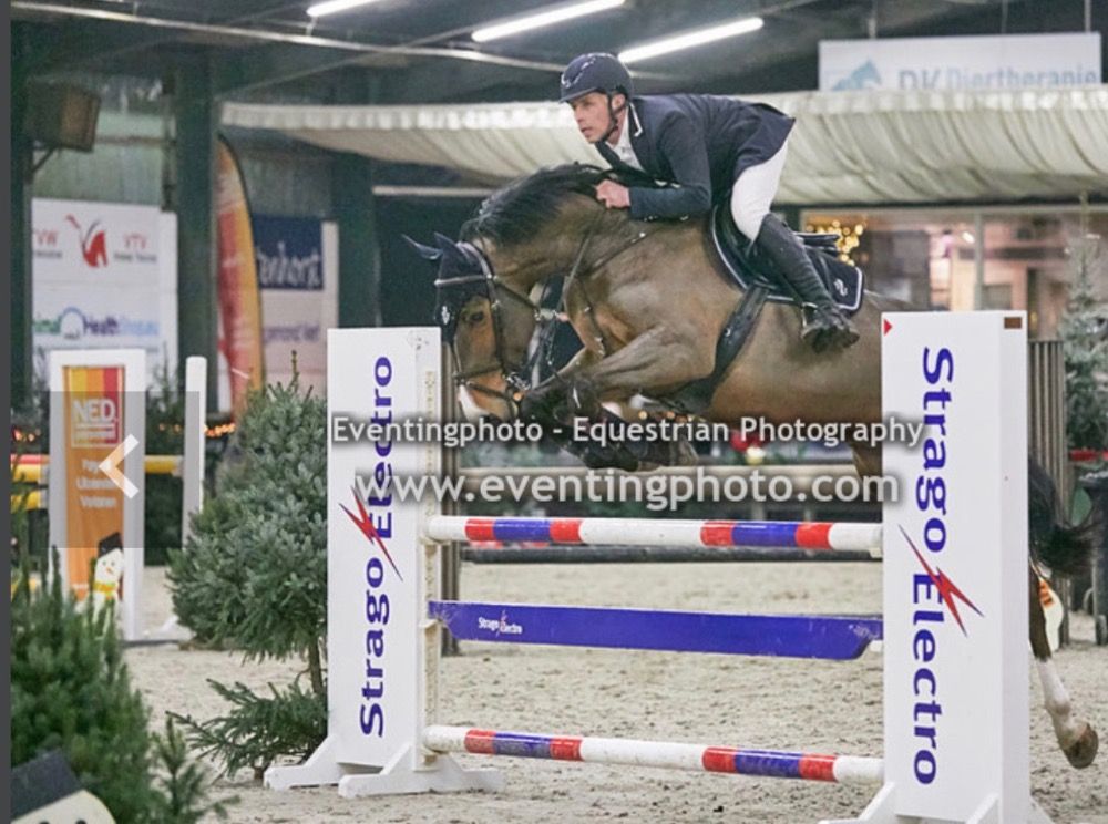 KWPN springpaard Ruin 12 jaar Bruin te koop - Foto 3