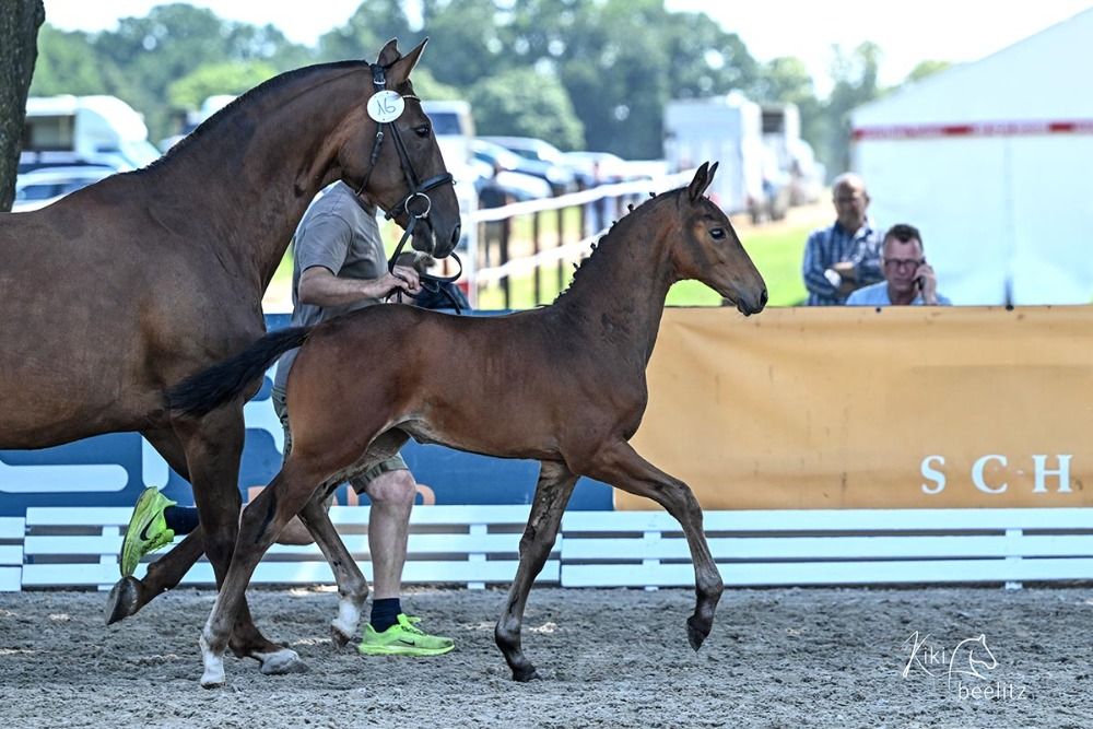 Oldenburg dressuurpaard Merrie Bruin te koop - Foto 2