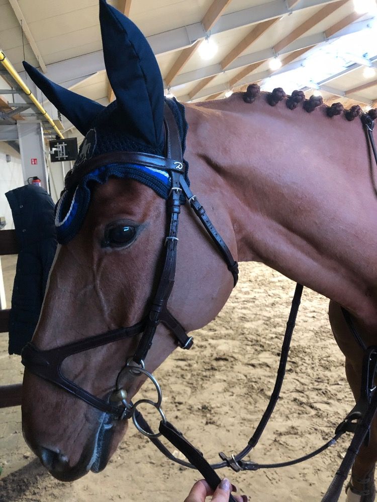 BWP recreatie paard Ruin 13 years old Vos for sale - Photo 3