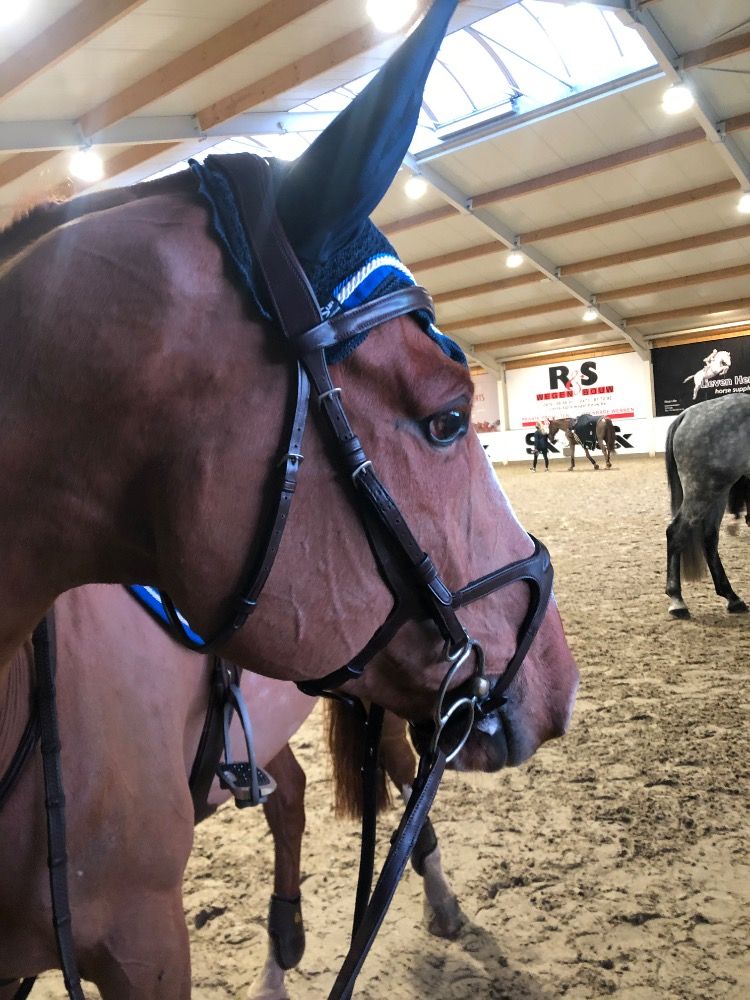 BWP recreatie paard Ruin 13 years old Vos for sale - Photo 2