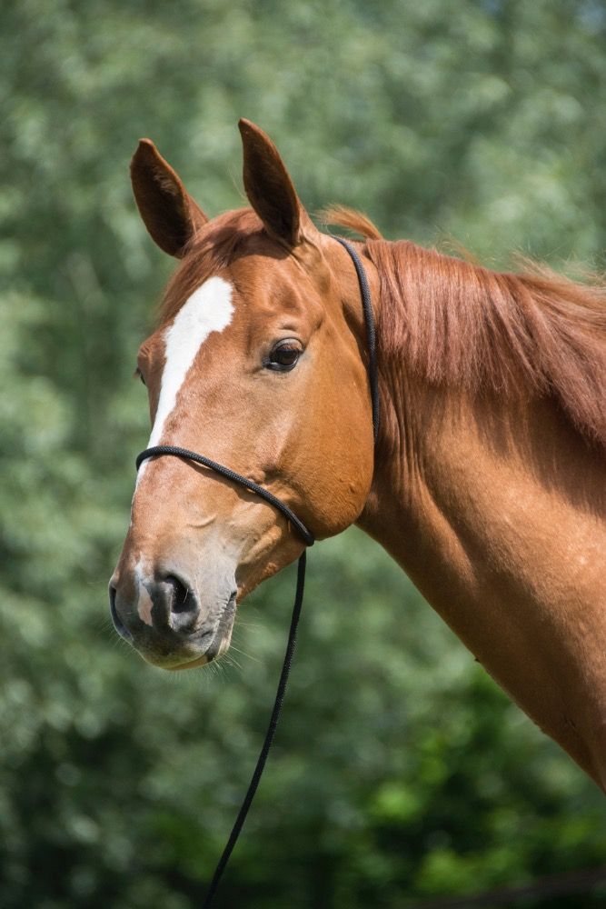 BWP recreatie paard Ruin 13 years old Vos for sale - Photo 4