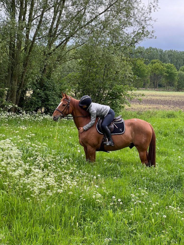 BWP recreatie paard Ruin 13 years old Vos for sale - Photo 5