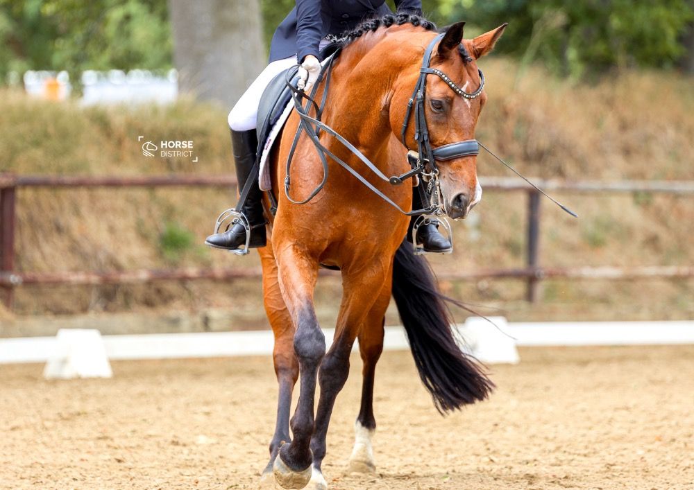 dressuurpaard Ruin 14 jaar Bruin te koop - Hoofdfoto