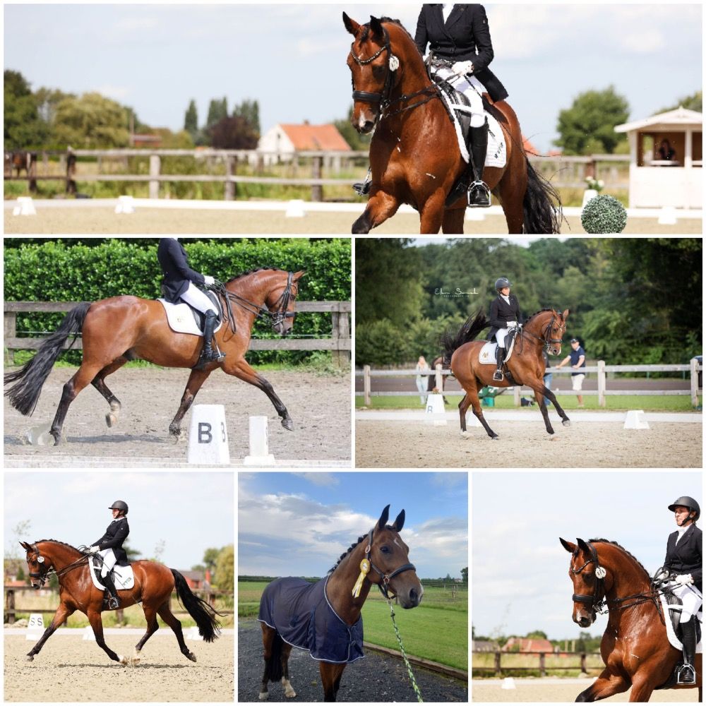 dressuurpaard Ruin 14 jaar Bruin te koop - Foto 2