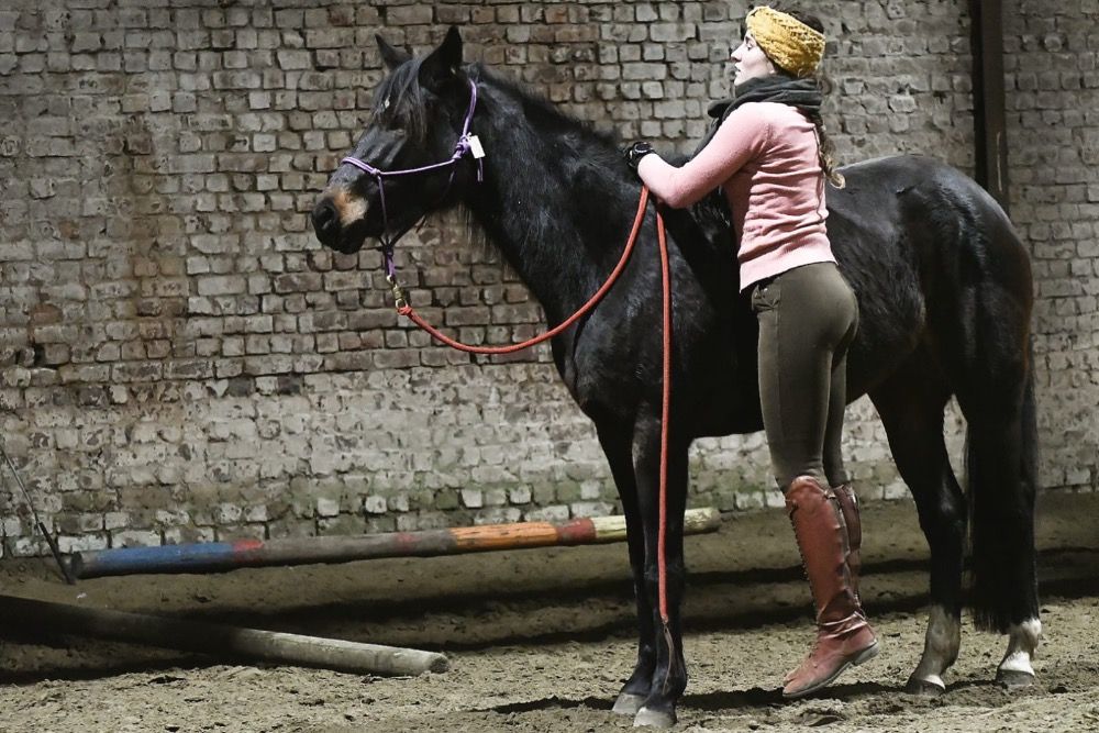 NRPS allround-pony Merrie 4 years old Donkerbruin for sale - Photo 6