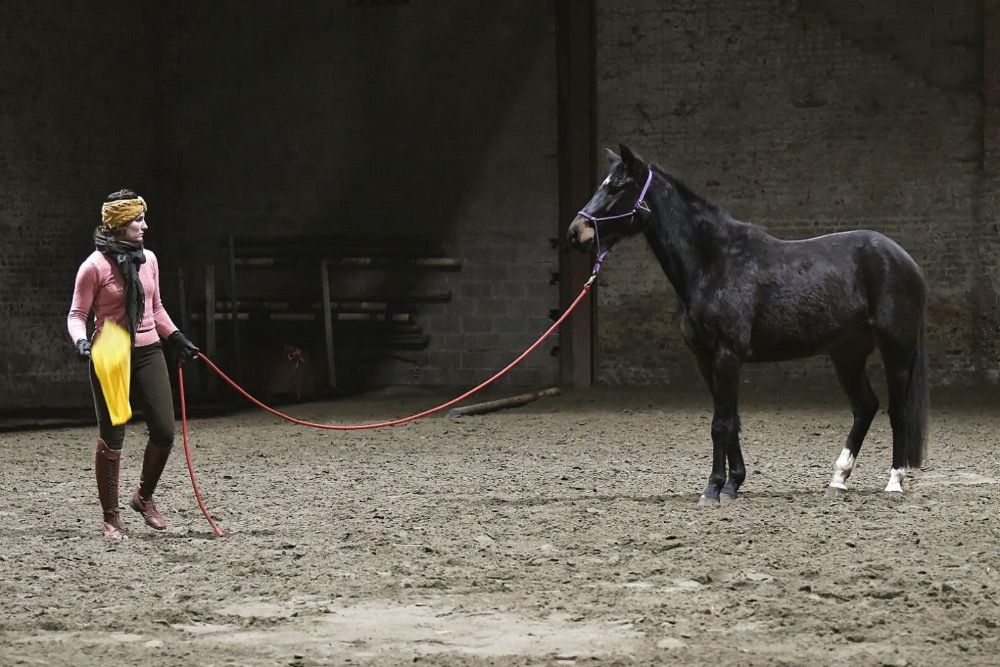 NRPS allround-pony Merrie 4 years old Donkerbruin for sale - Photo 2