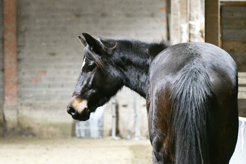 NRPS allround-pony Merrie 4 years old Donkerbruin for sale - Photo 5