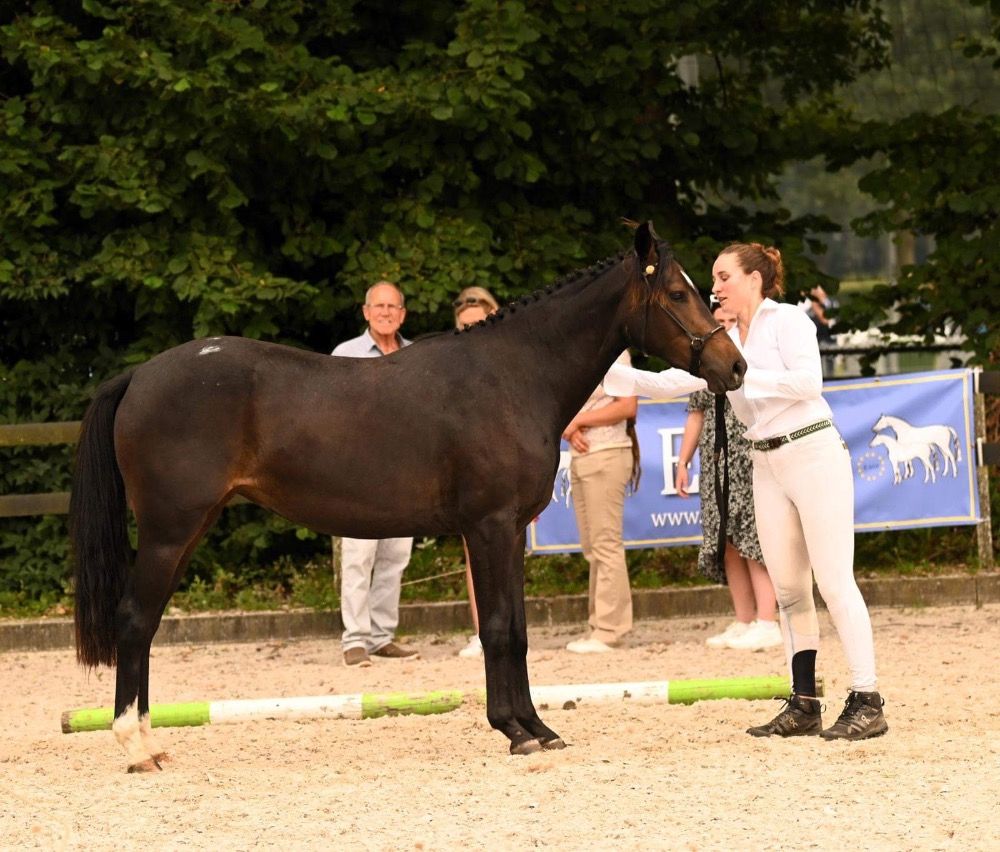 Fantastic, easy-going eventing/sport D pony from our own breeding