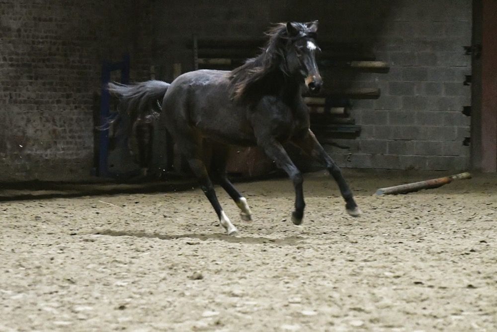 NRPS allround-pony Merrie 4 years old Donkerbruin for sale - Photo 3