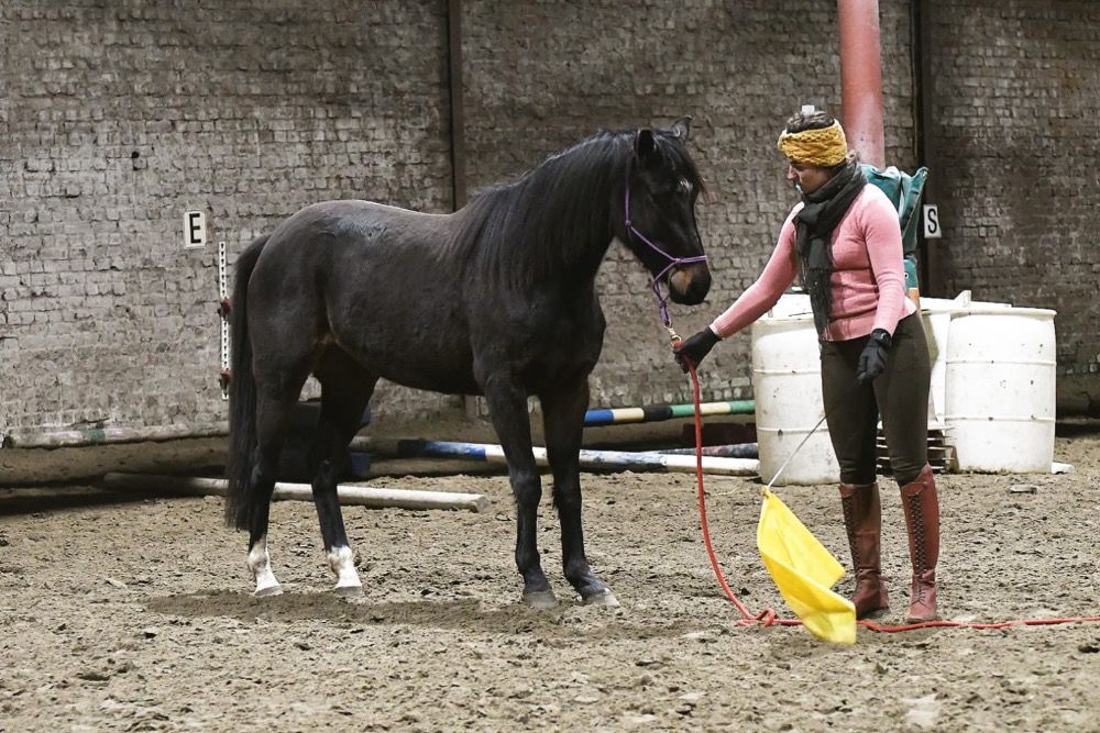 NRPS allround-pony Merrie 4 years old Donkerbruin for sale - Photo 4