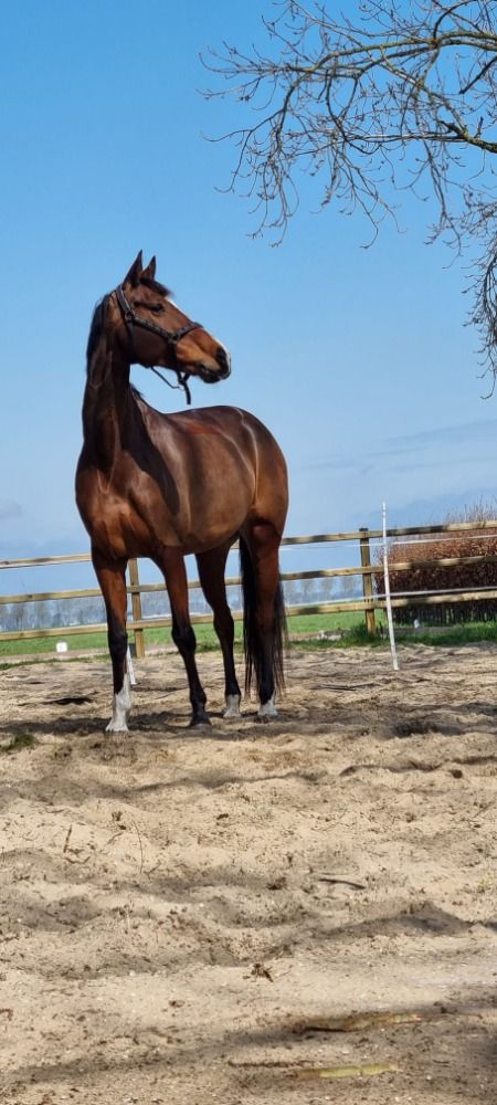 Knappe, lieve en eigenzinnige 14 jarige Charmeur x Trento B