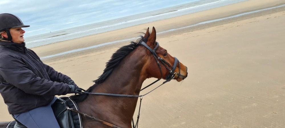 KWPN recreatie paard Merrie 14 jaar Bruin te koop - Foto 5