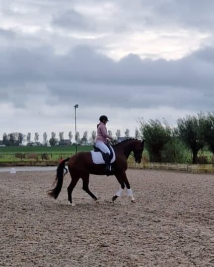 KWPN recreatie paard Merrie 14 jaar Bruin te koop - Foto 3