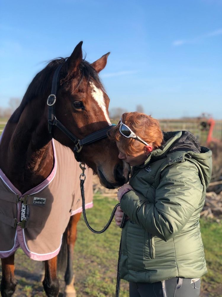 KWPN recreatie paard Merrie 14 jaar Bruin te koop - Foto 4