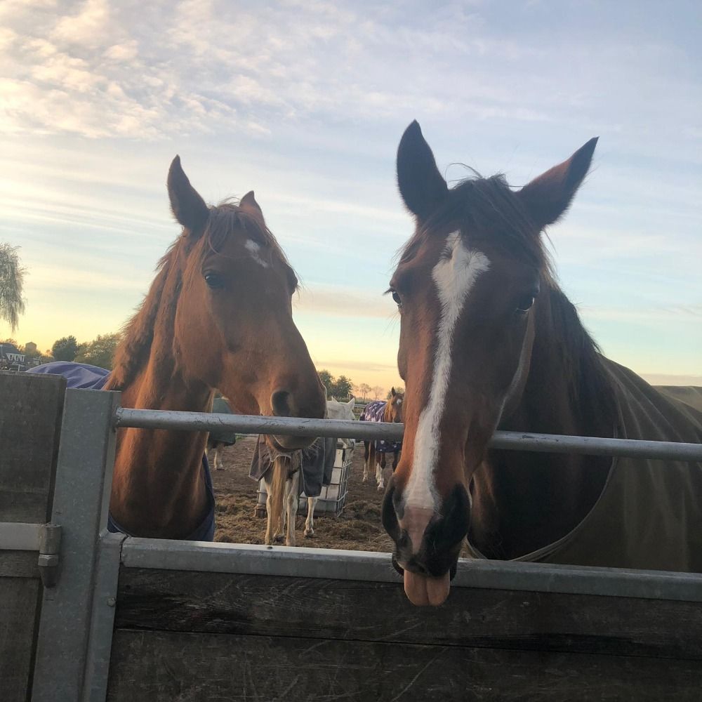 KWPN recreatie paard Merrie 14 jaar Bruin te koop - Foto 6