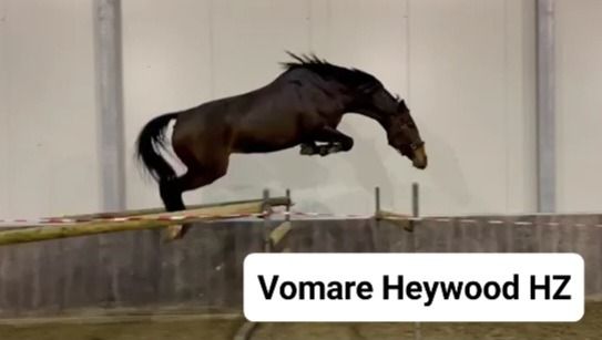 ?? Te koop: Fokmerrie Vomara Heywood HZ ??