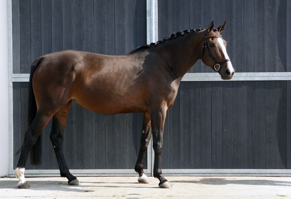 Zangersheide fokmerrie Merrie 9 jaar Donkerbruin te koop - Foto 4
