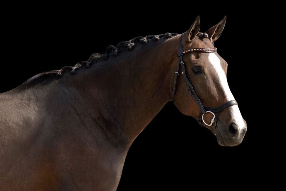 Zangersheide fokmerrie Merrie 9 jaar Donkerbruin te koop - Foto 3