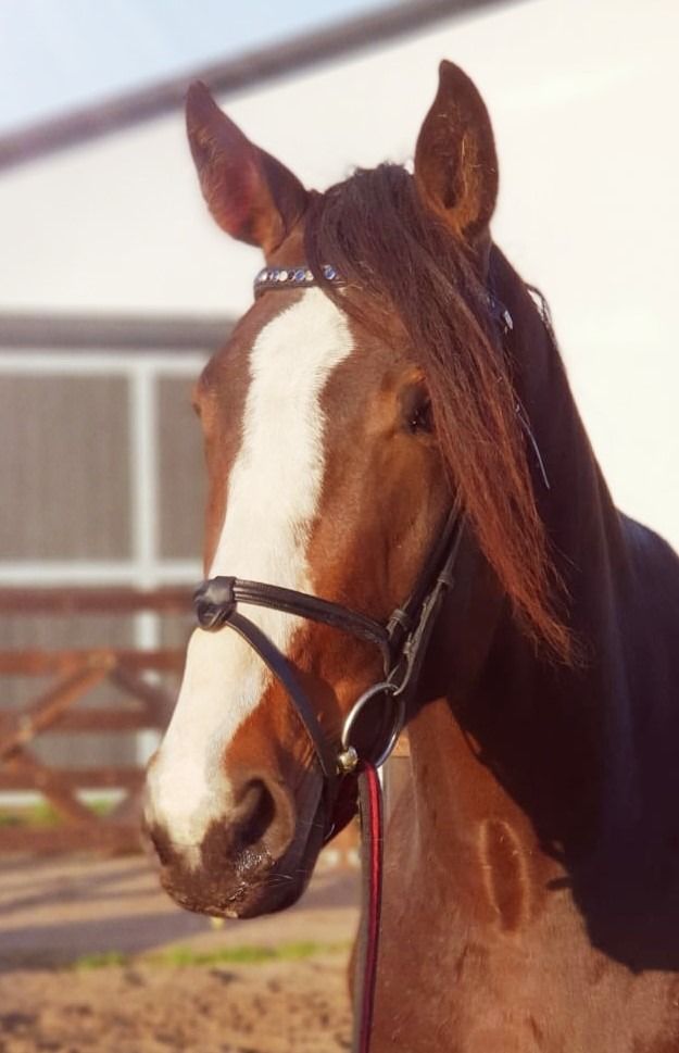 Zangersheide fokmerrie Merrie 9 jaar Donkerbruin te koop - Foto 2