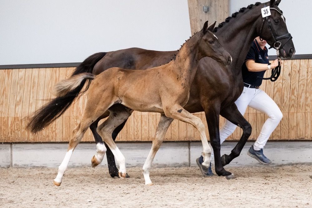 KWPN dressuurpaard Hengst Donkerbruin te koop - Hoofdfoto