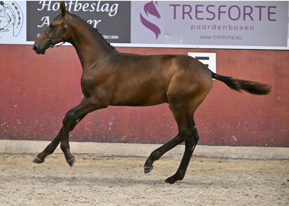 Te koop: Hengstveulen Rocket Man x Ukato (Felottie)Lottie zottie stam
